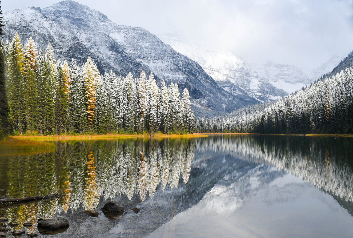 Alicia Craft Gower - Giddy Up Pup Photography