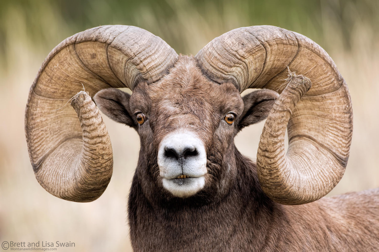 Brett & Lisa Swain - Montana Wildlife Images